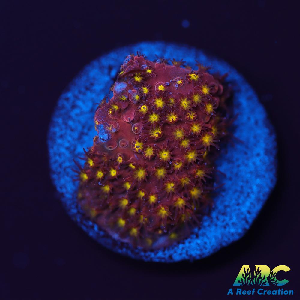 ARC Bling Bling Stylo