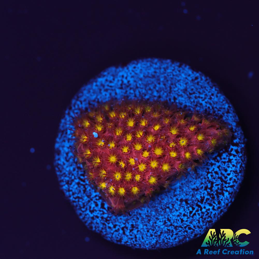 ARC Bling Bling Stylo