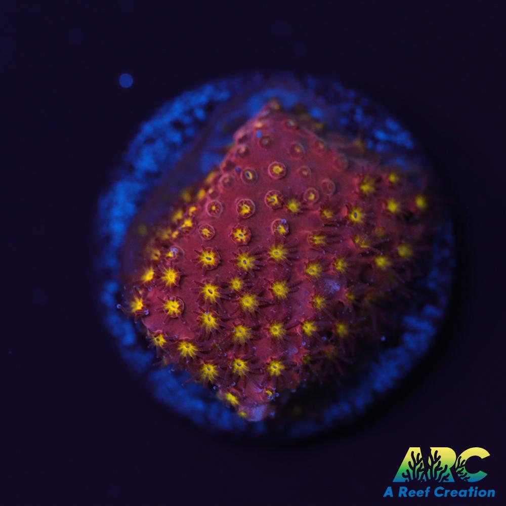 ARC Bling Bling Stylo