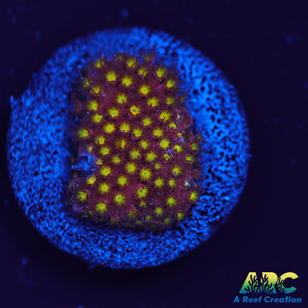 ARC Bling Bling Stylo