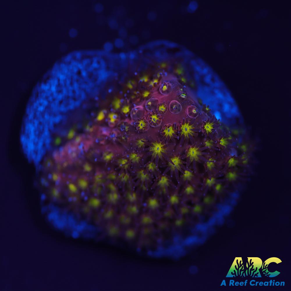 ARC Bling Bling Stylo