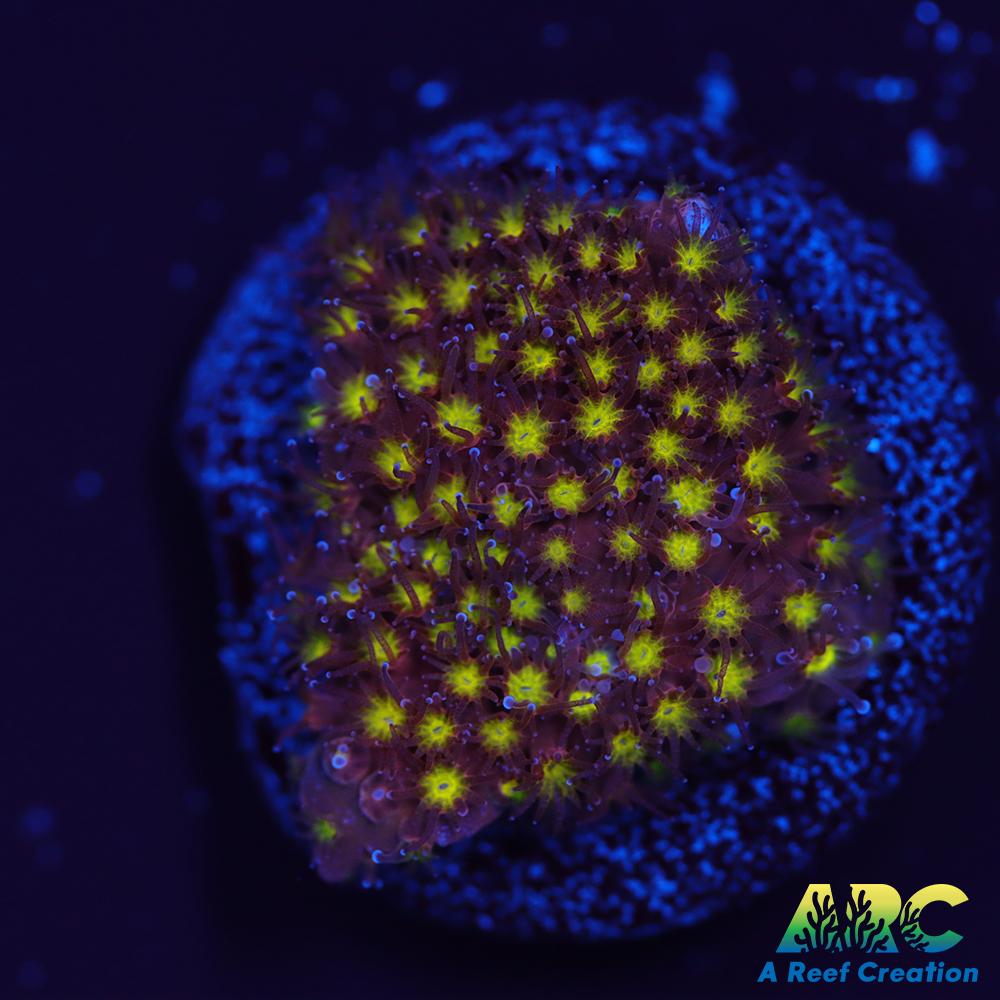 ARC Bling Bling Stylo