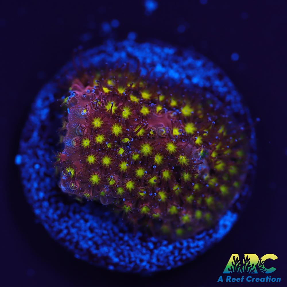 ARC Bling Bling Stylo