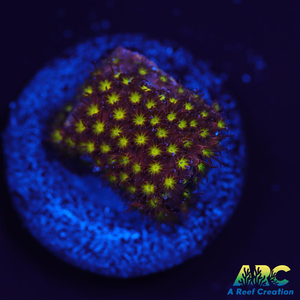 ARC Bling Bling Stylo