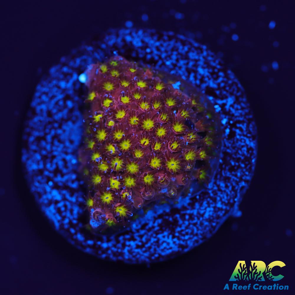 ARC Bling Bling Stylo