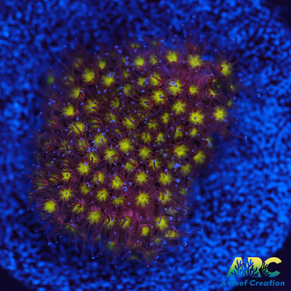 ARC Bling Bling Stylo