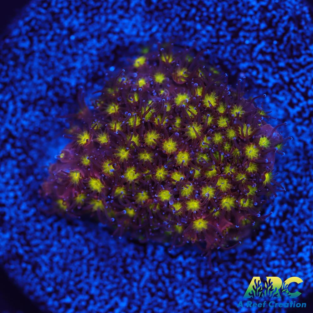 ARC Bling Bling Stylo