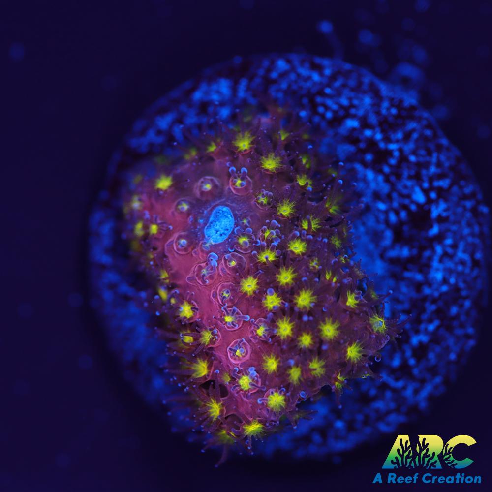 ARC Bling Bling Stylo