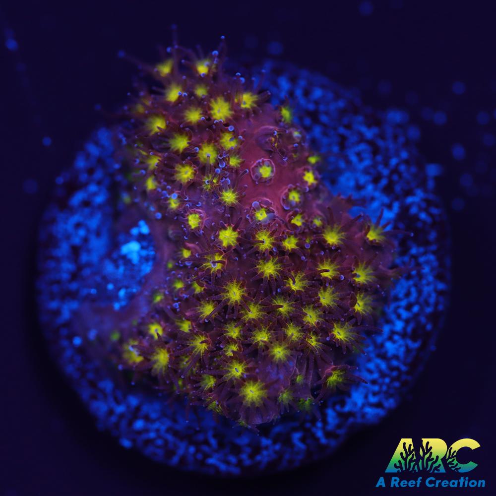 ARC Bling Bling Stylo