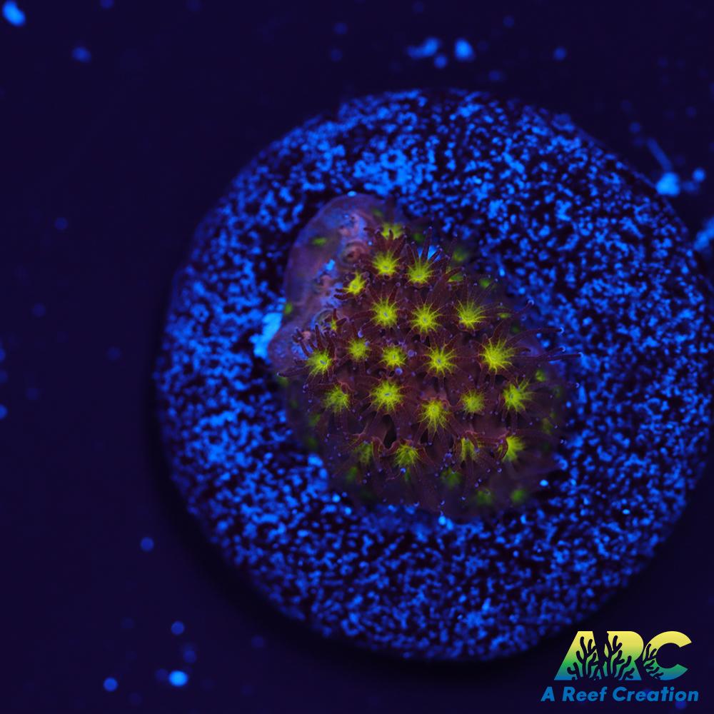 ARC Bling Bling Stylo