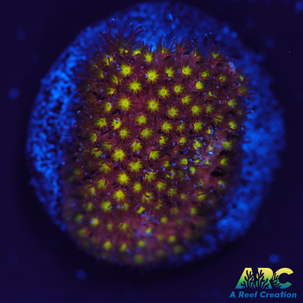 ARC Bling Bling Stylo