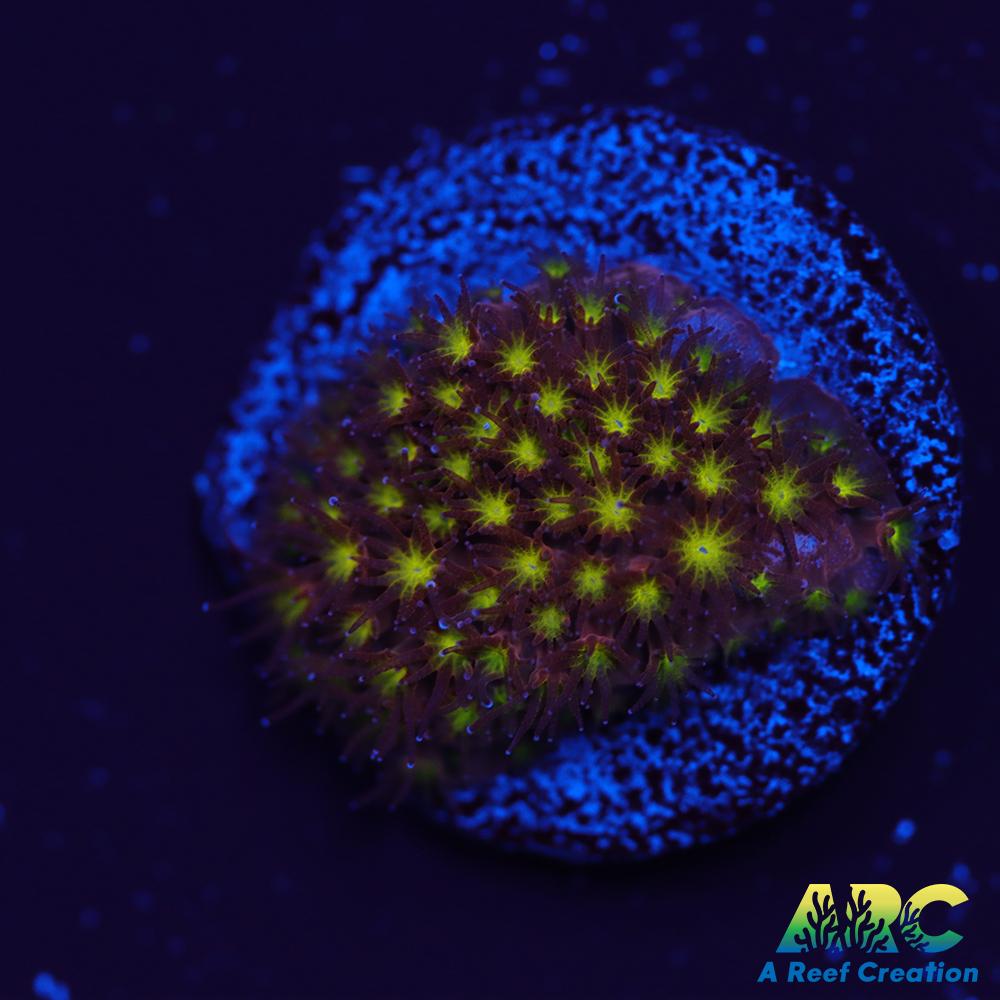 ARC Bling Bling Stylo