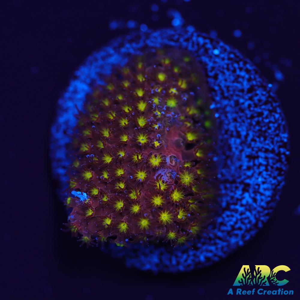 ARC Bling Bling Stylo