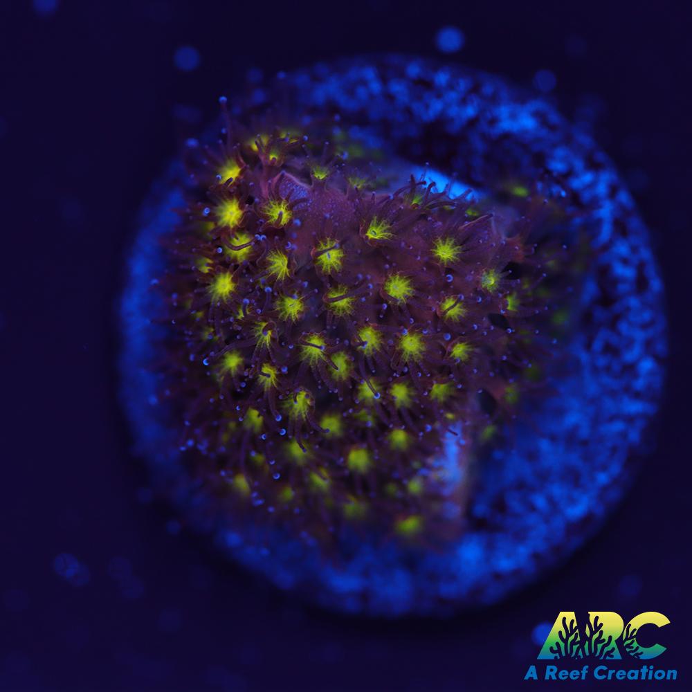 ARC Bling Bling Stylo