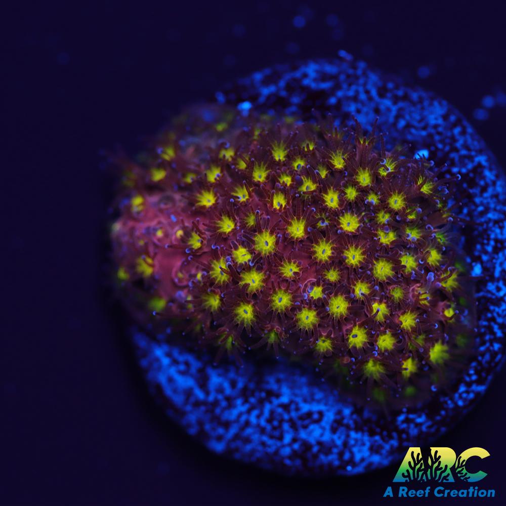 ARC Bling Bling Stylo