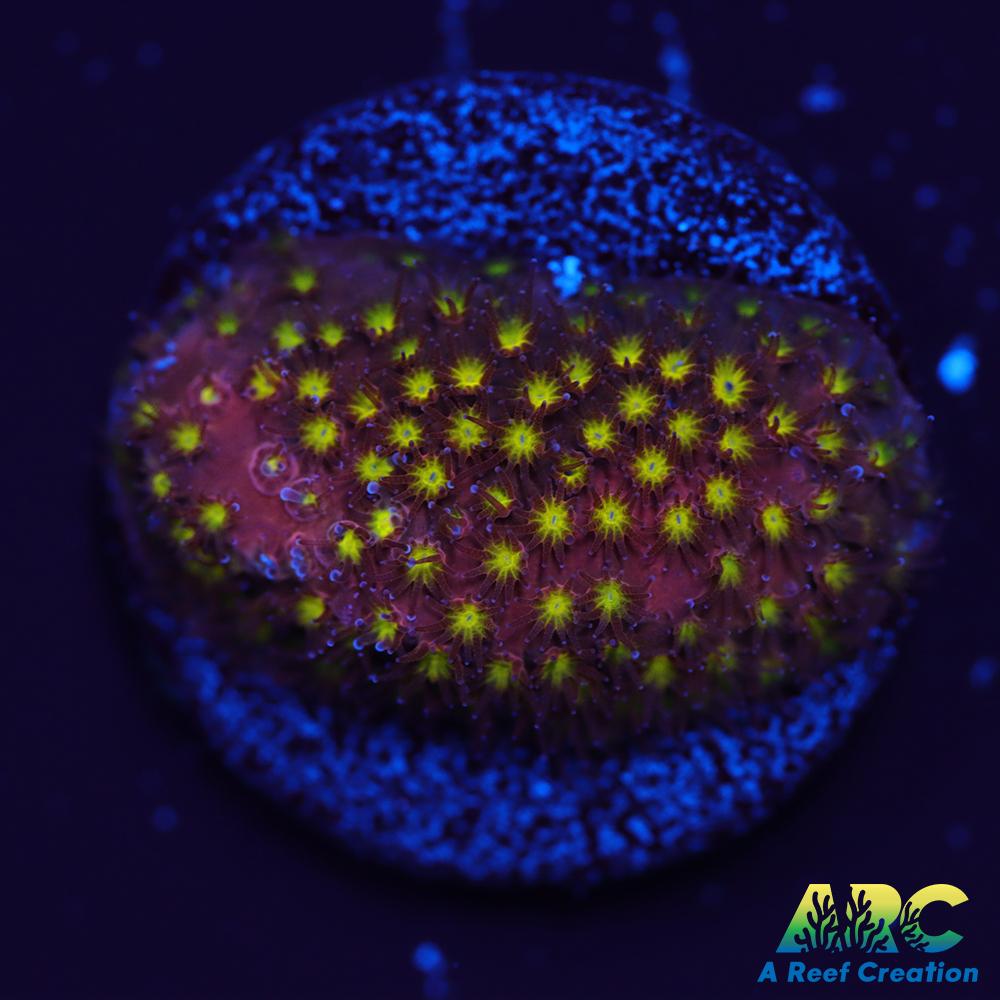 ARC Bling Bling Stylo