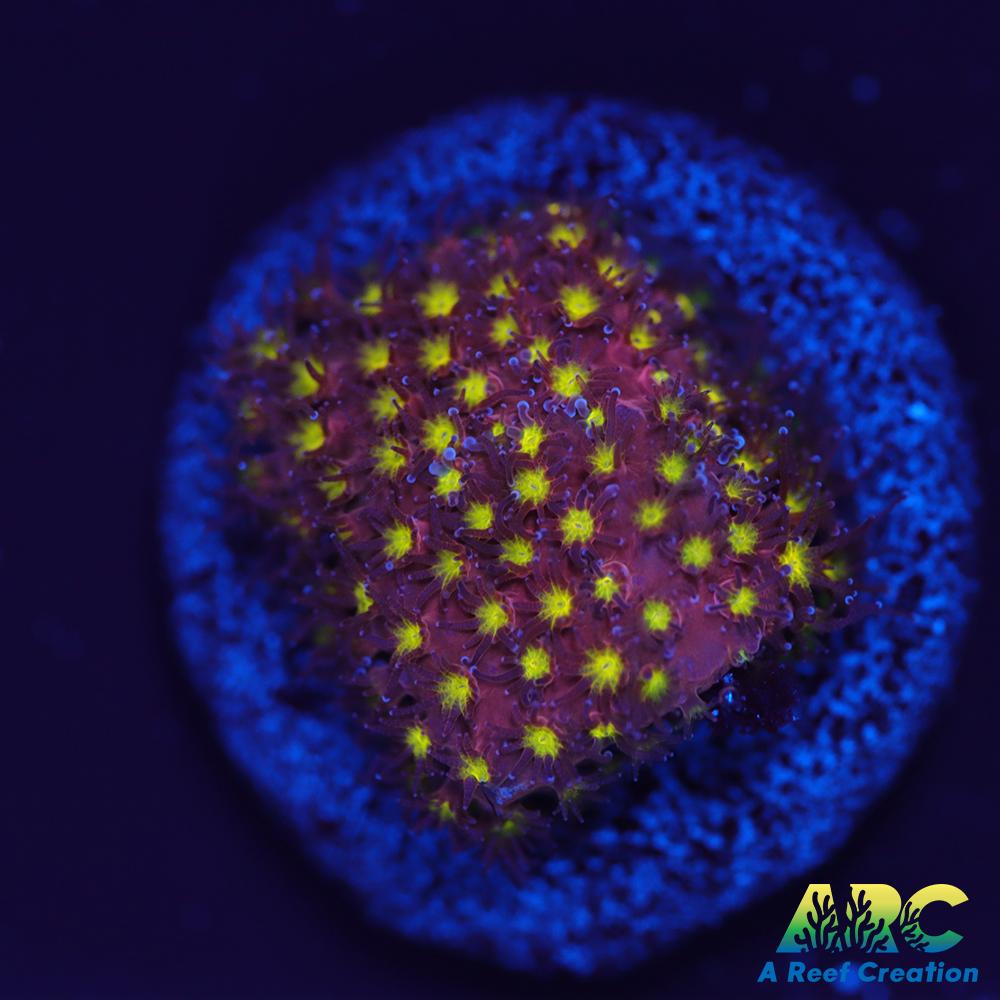 ARC Bling Bling Stylo