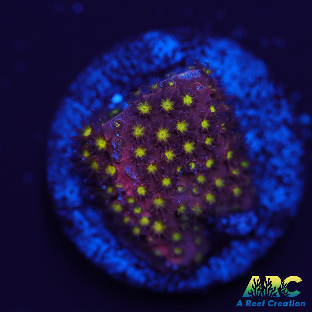 ARC Bling Bling Stylo