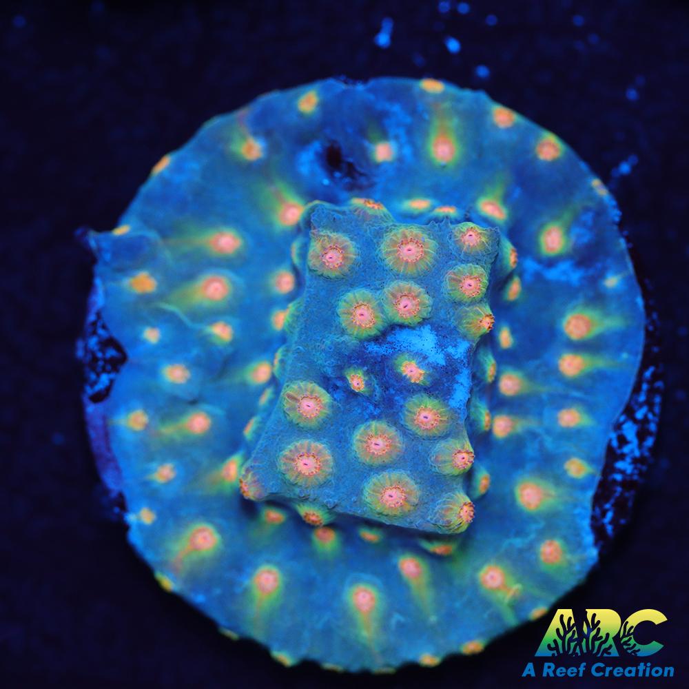 ARC Techno Viking Cyphastrea