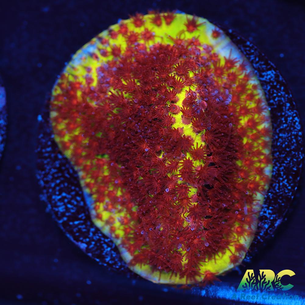 JF Burning Banana Stylo