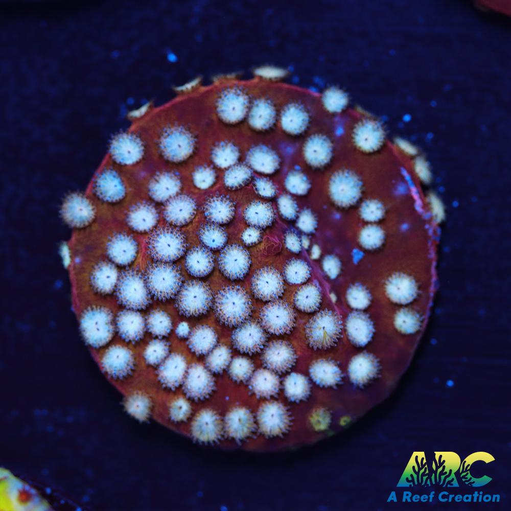 Peppermint Cyphastrea