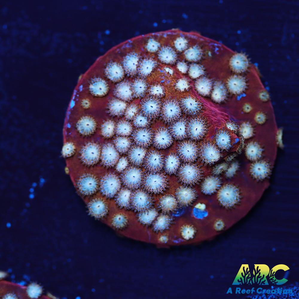 Peppermint Cyphastrea