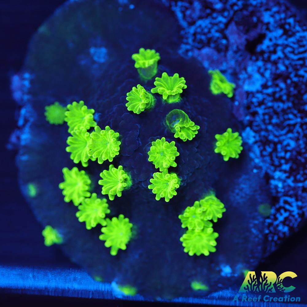 ARC Neon Astreopora