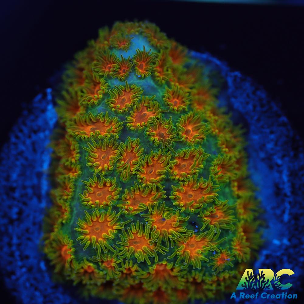 RRC Polkaroo Leptastrea