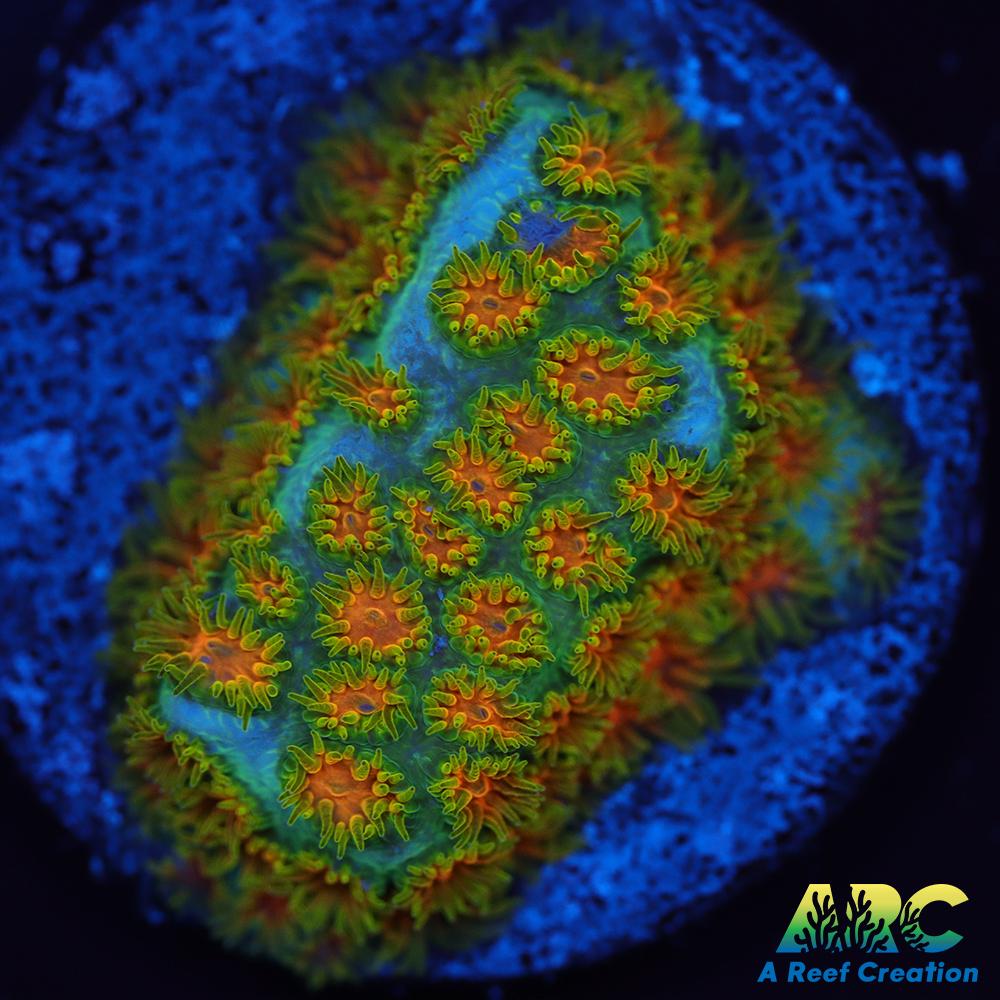 RRC Polkaroo Leptastrea