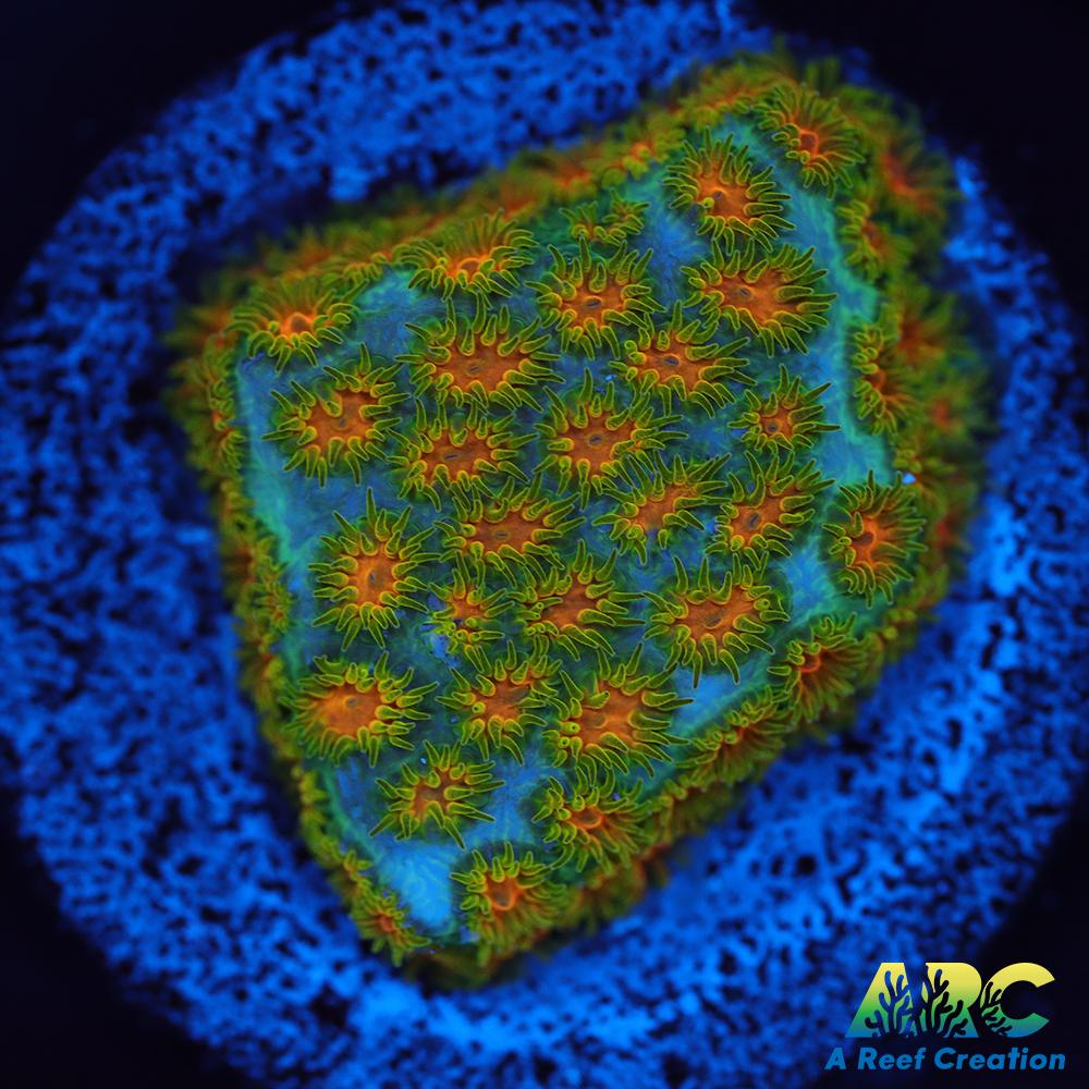 RRC Polkaroo Leptastrea