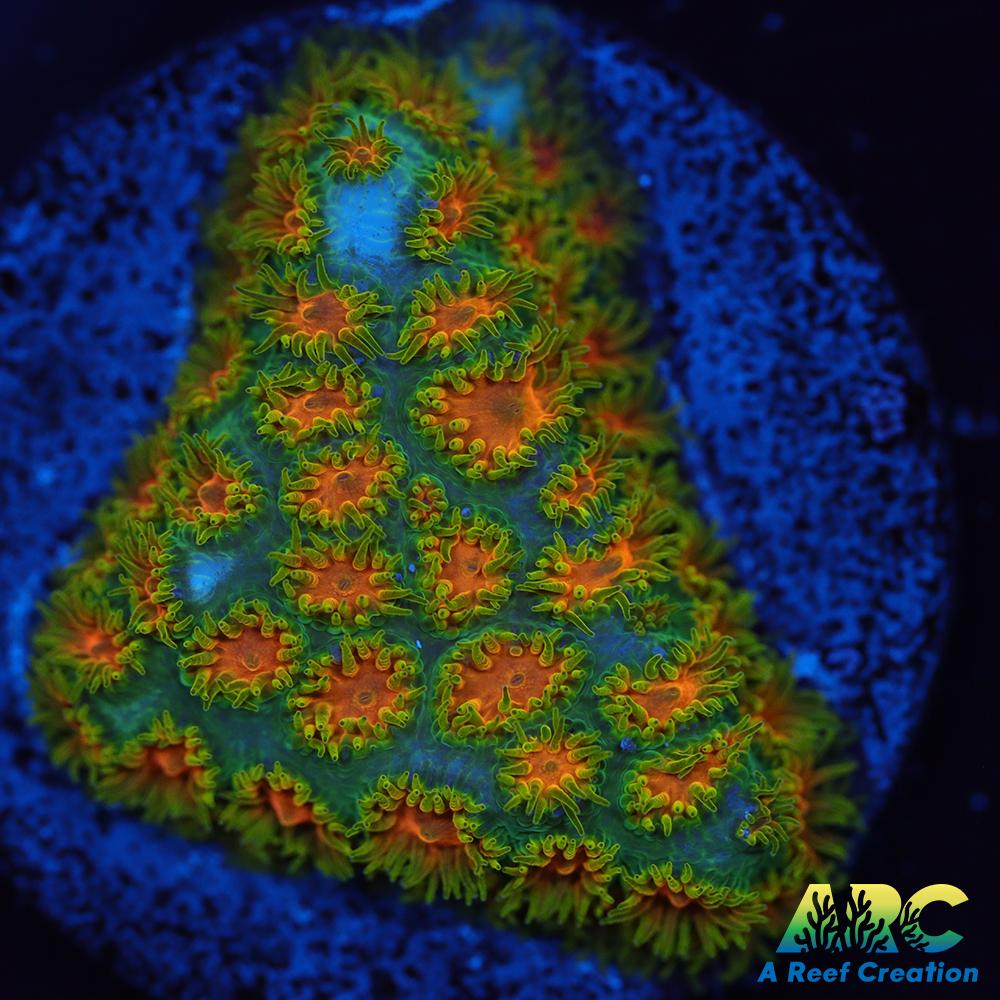 RRC Polkaroo Leptastrea