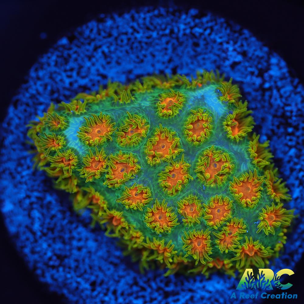 RRC Polkaroo Leptastrea