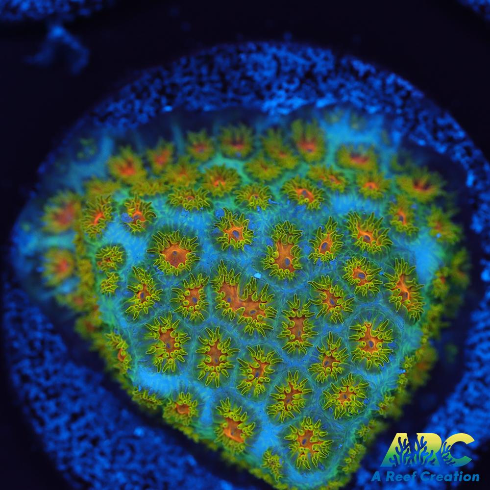 RRC Polkaroo Leptastrea