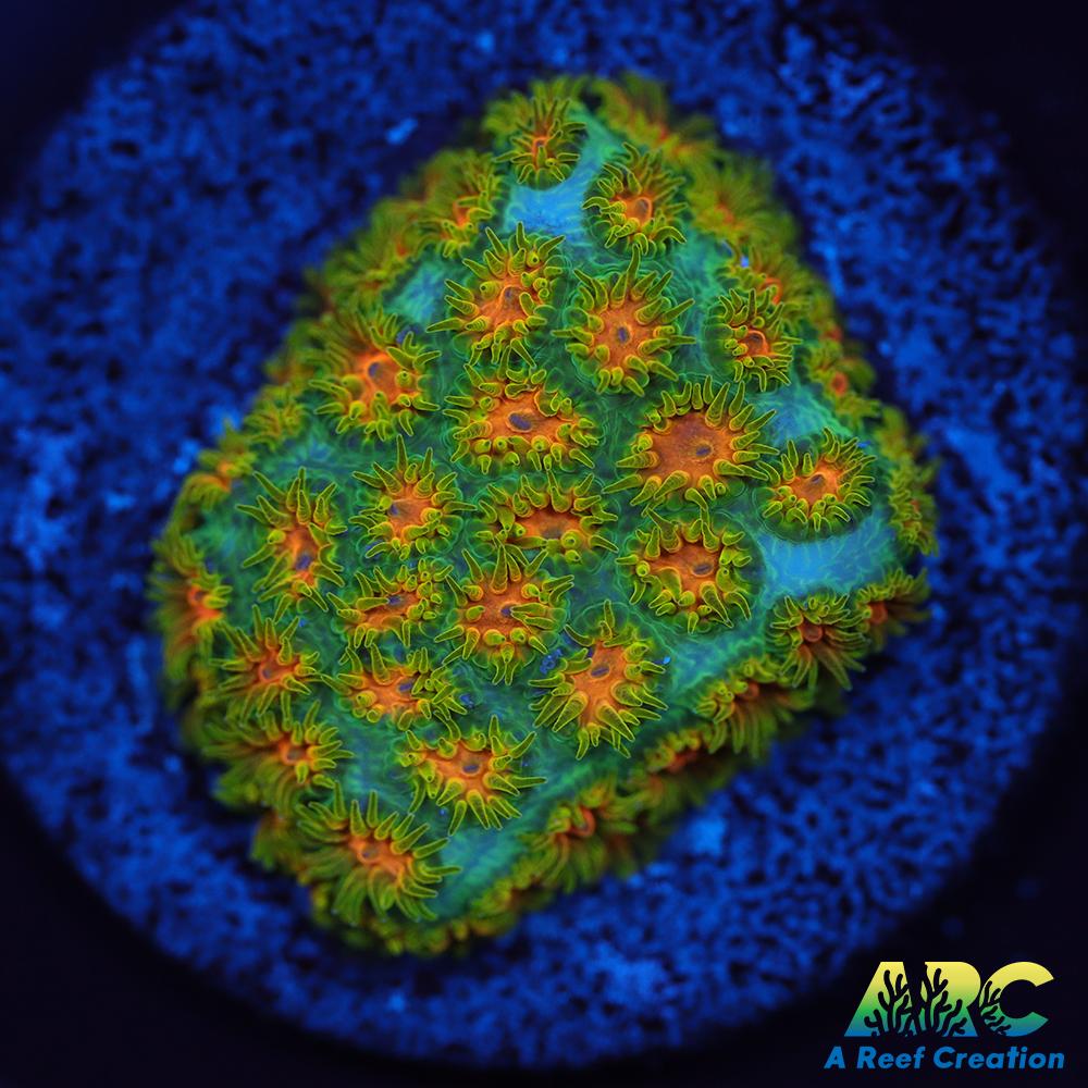 RRC Polkaroo Leptastrea