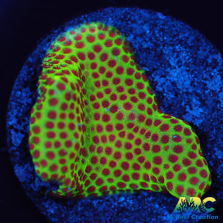 Grinch Porites