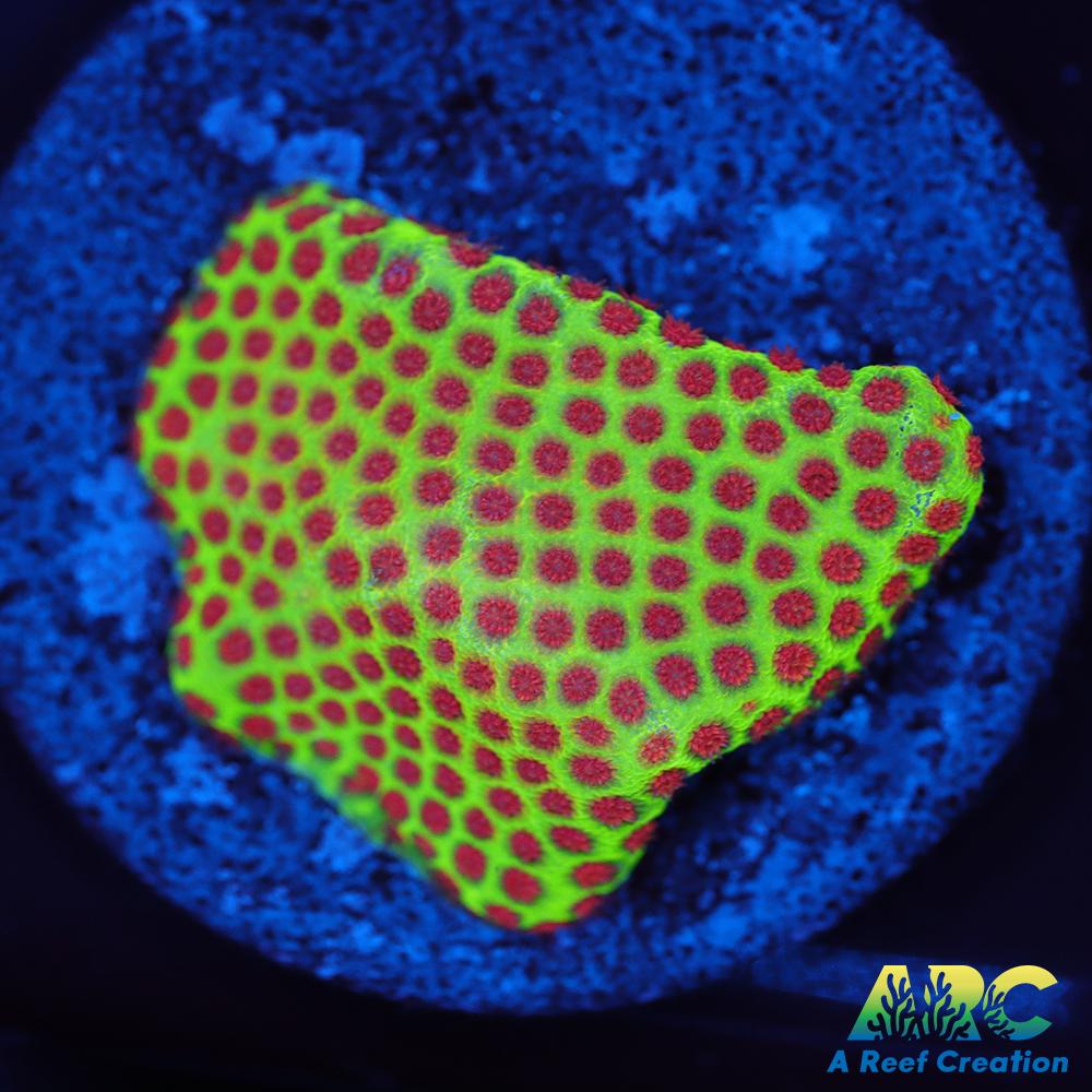 Grinch Porites