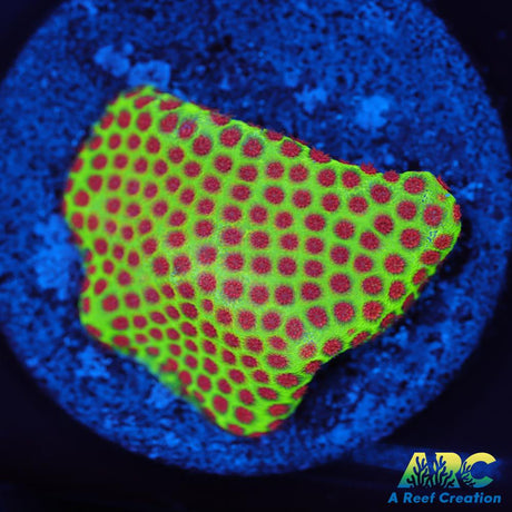 Grinch Porites