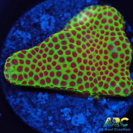 Grinch Porites