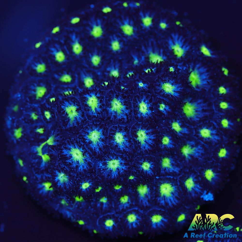 ARC Blueberry Leptastrea