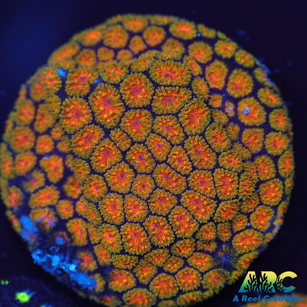 John Deer Leptastrea