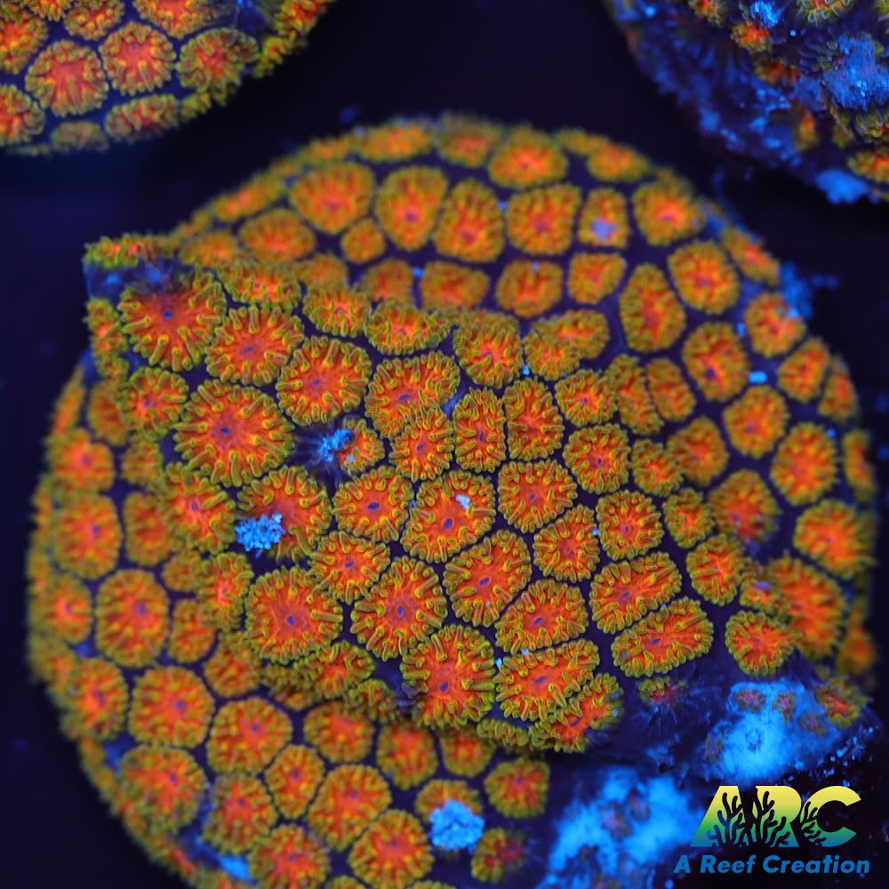 John Deer Leptastrea