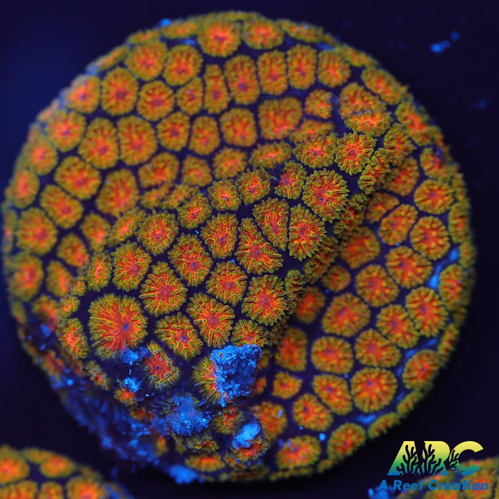 John Deer Leptastrea