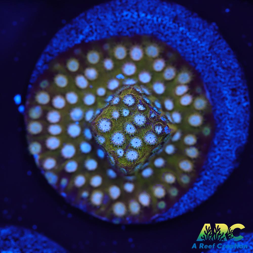 FF Yellow Cyphastrea