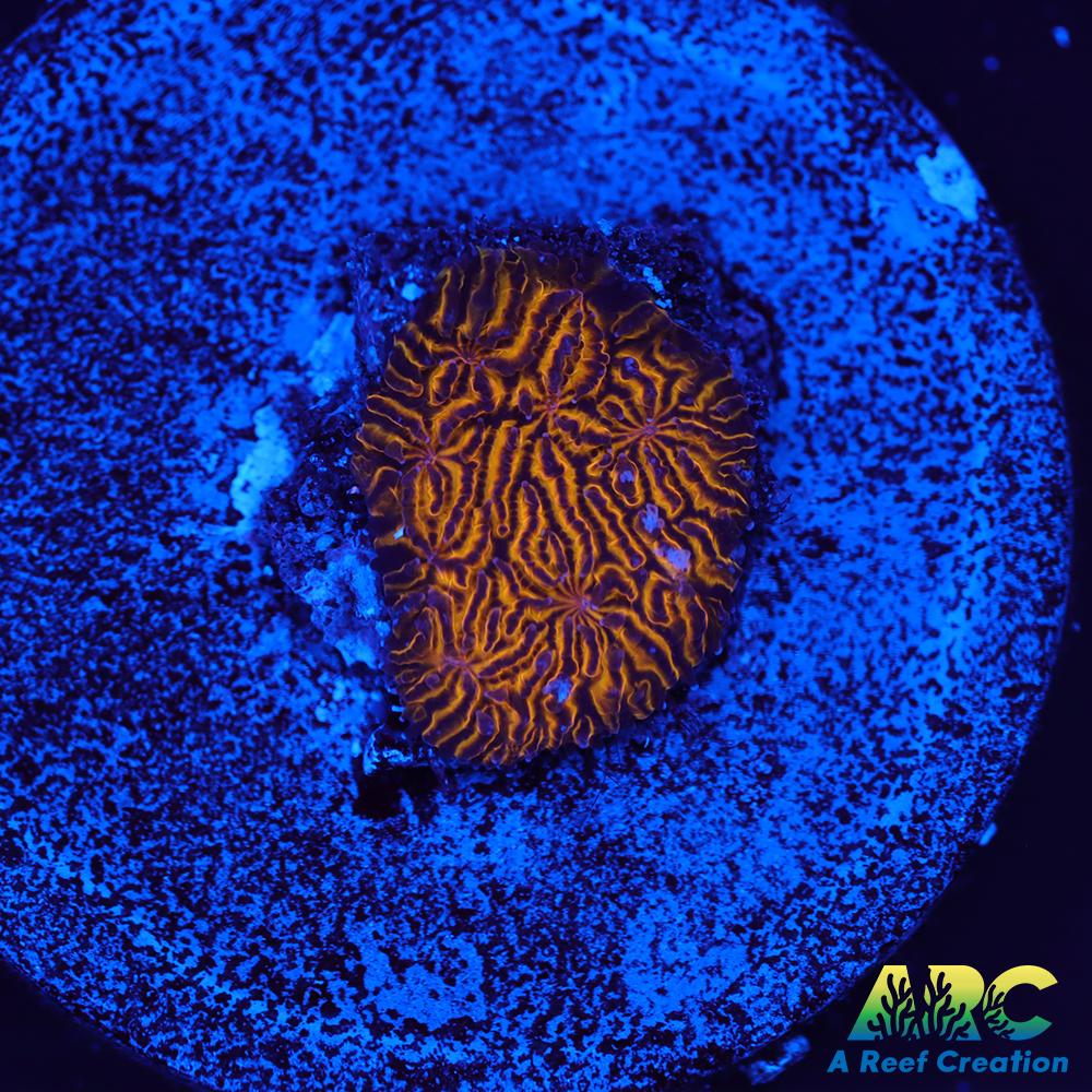 ARC Pumpkin Patch Litho