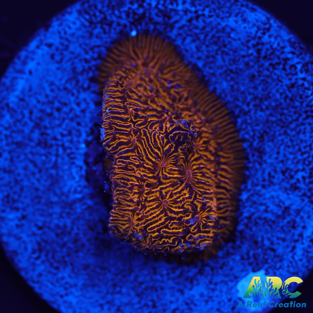 ARC Pumpkin Patch Litho