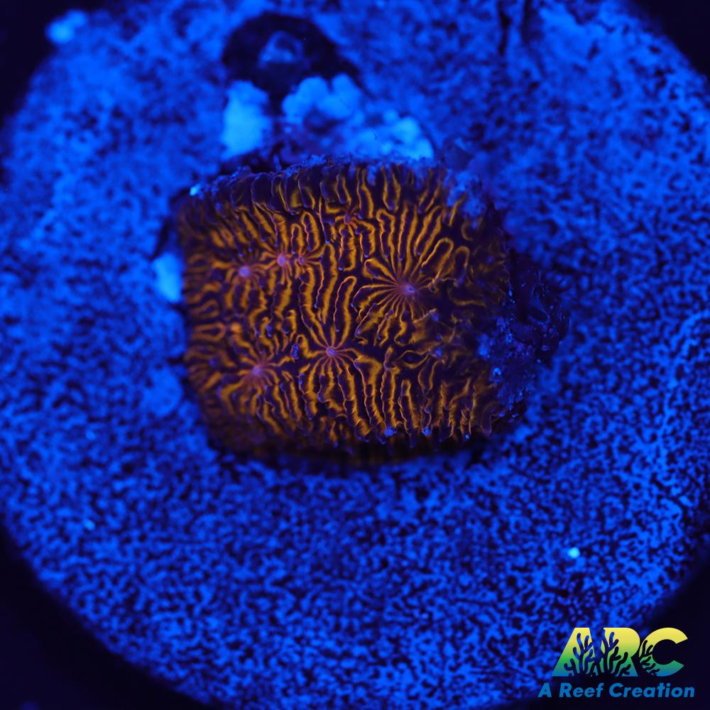 ARC Pumpkin Patch Litho