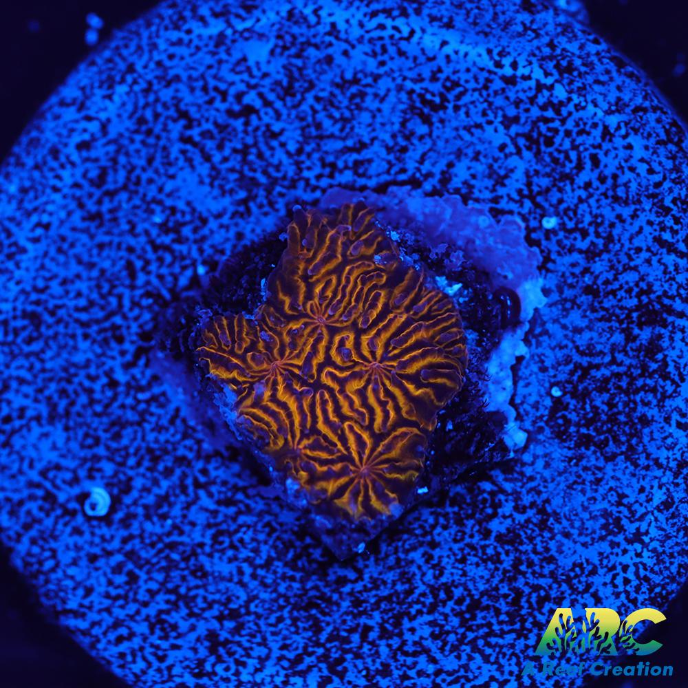 ARC Pumpkin Patch Litho