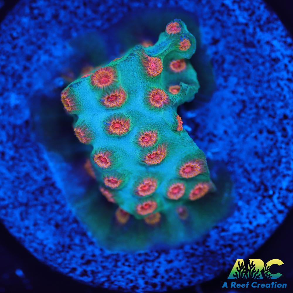 ARC Space Invader Cyphastrea