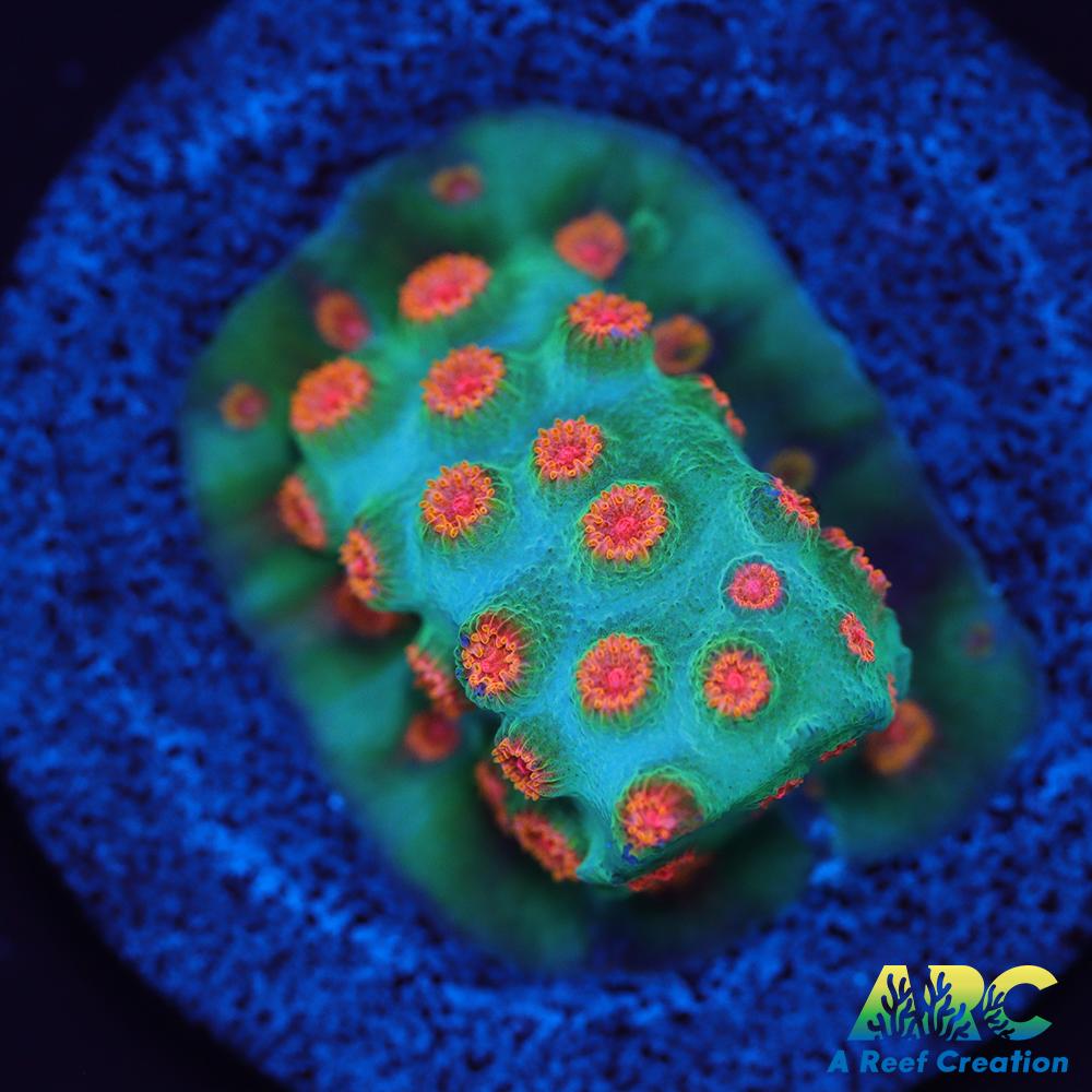 ARC Space Invader Cyphastrea