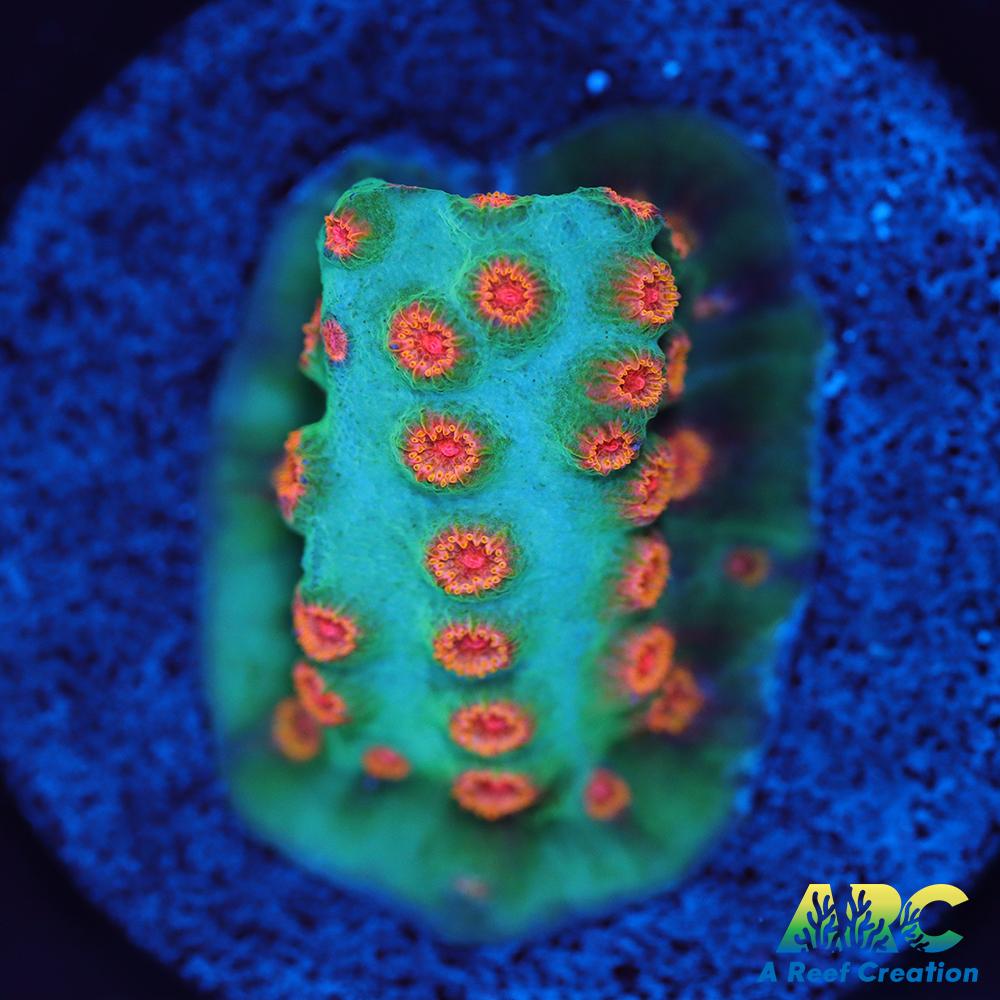 ARC Space Invader Cyphastrea